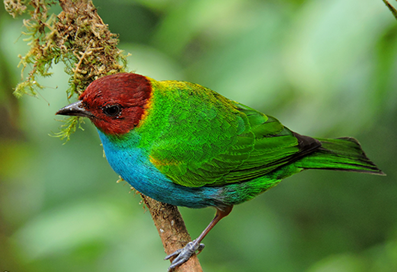 Bay-headed Tanager by Diego Quesada